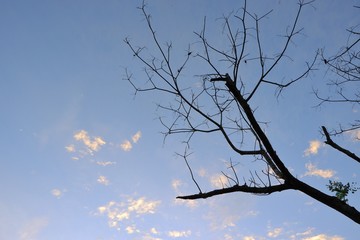 Fallen leaves with clouds and blue sky background.