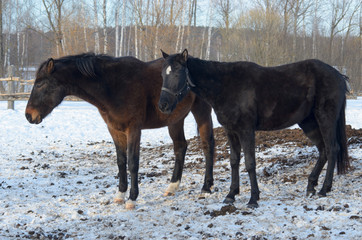 Portrait of two young horses in winter