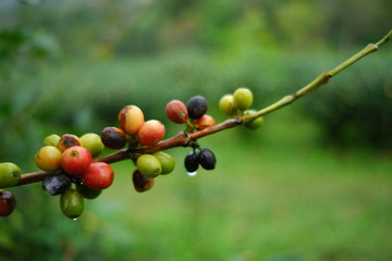 Coffee beans are on the branches of the tree ready to be harvested.