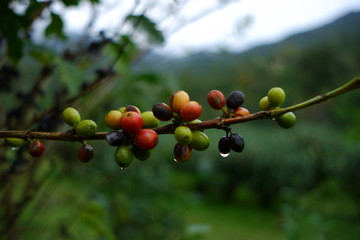 Coffee beans are on the branches of the tree ready to be harvested.
