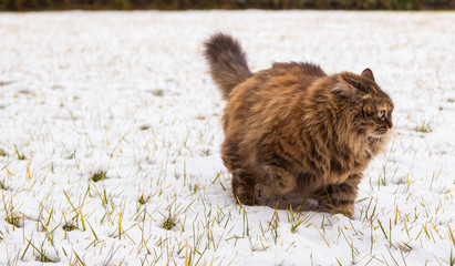 Beautiful long haired female cat of siberian breed in the garden in winter time