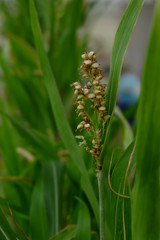 Sorghum is not the corn