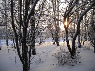 winter in the park