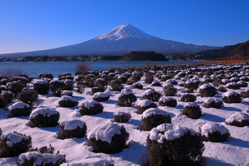 Mt. Fuji with snowy scenery from Oishi Park in Lake Kawaguchi Japan 02/02/2019