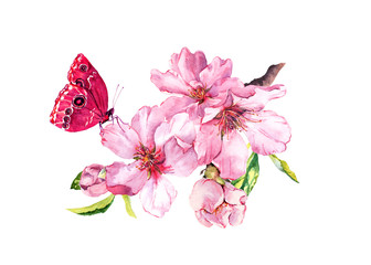 Spring cherry, sakura flowers or pink apple blossom and butterfly. Flourish water color © zzorik