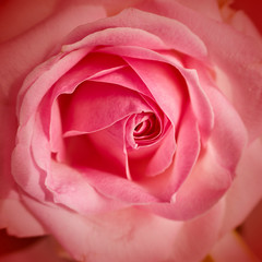 pale pink rose top view closeup, natural background