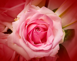 pale pink rose top view closeup, natural background