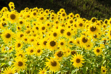 Obraz premium ひまわり