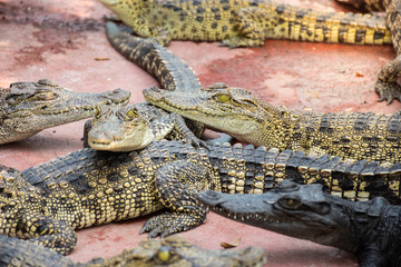 Crocodiles at Crocodile Farm in Thailand