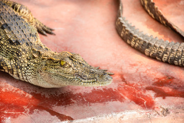Crocodiles at Crocodile Farm in Thailand