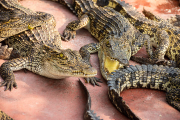 Crocodiles at Crocodile Farm in Thailand