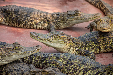 Crocodiles at Crocodile Farm in Thailand