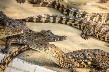 Crocodiles at Crocodile Farm in Thailand