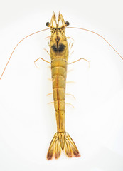 Live shrimp in the basin