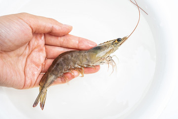 Hand holding fresh live shrimp