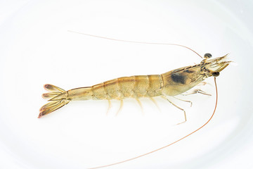 Live shrimp in the basin