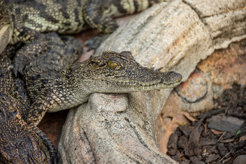 Crocodiles at Crocodile Farm in Thailand