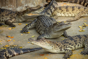 Crocodiles at Crocodile Farm in Thailand