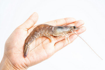 Hand holding fresh live shrimp