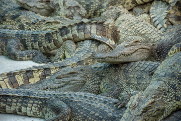 Crocodiles at Crocodile Farm in Thailand