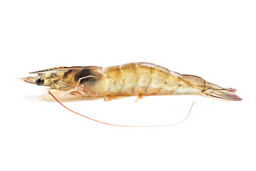 Fresh live shrimp on white background