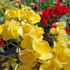 fresh yellow begonia flowers closeup in the garden