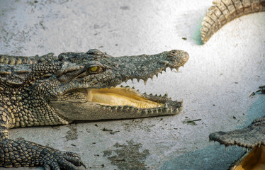Crocodiles at Crocodile Farm in Thailand