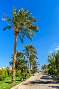 Green palm trees along the road to the beach