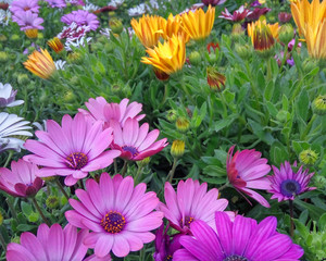 colorful daisy flowers closeup in the garden