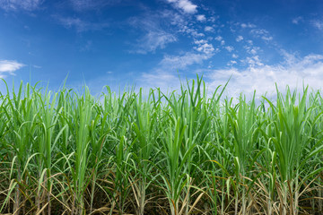 Green sugarcane plantation with blue sky and white cloud.