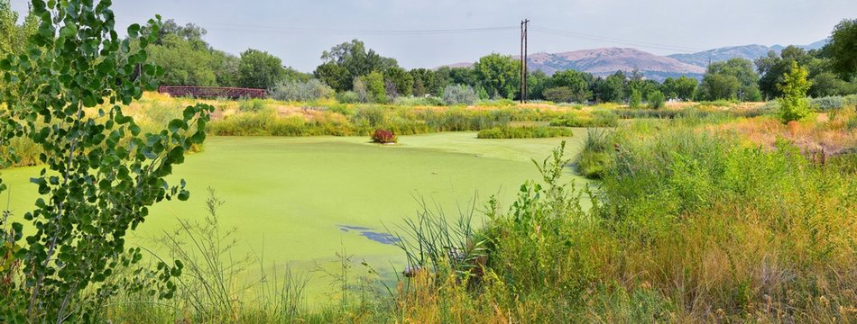 Views of Jordan River Trail with surrounding trees, Russian Olive, cottonwood and silt filled muddy water along the Wasatch Front Rocky Mountains, in Salt Lake City, Utah.