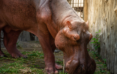 hippopotamus is eating Vegetable in hippo farm , thailand
