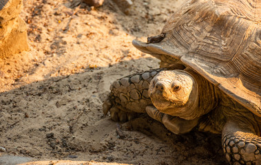 turtle in a zoo