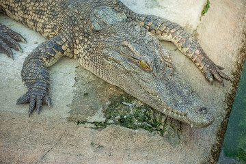 Crocodiles at Crocodile Farm in Thailand