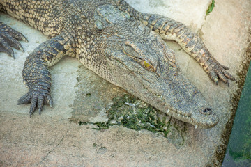 Crocodiles at Crocodile Farm in Thailand