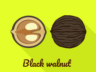 Black walnut icon. Flat illustration of black walnut vector icon for web design