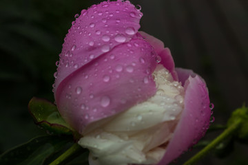 pink flower with water drops