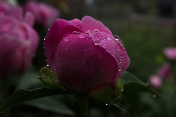 pink rose with water drops