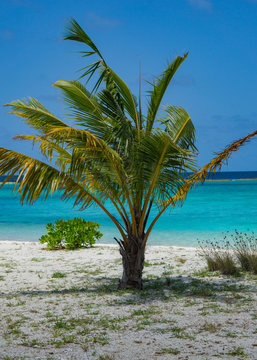 Eine Palme am Strand von Meedhupparu auf Malediven in Indischen Ocean