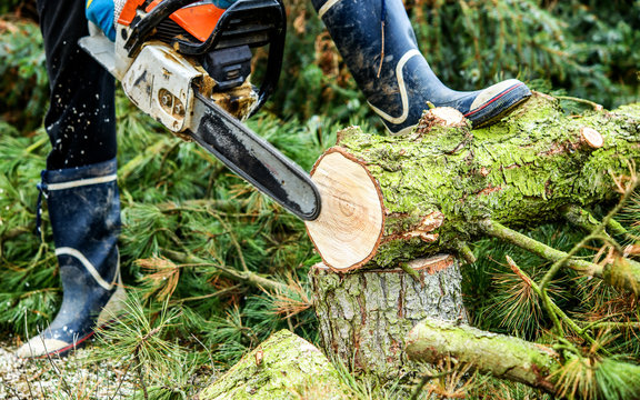 lumberman with chainsaw cutting wood