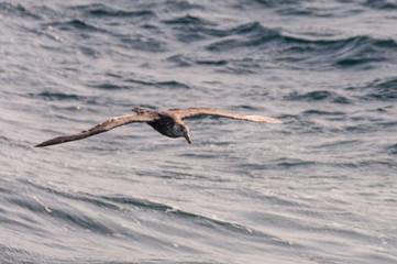 A Southern Giant Petrel in Flight