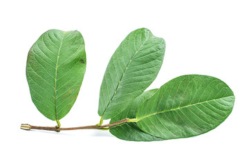 Obraz premium Guava leaves on white background