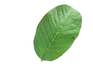 Guava leaves on white background