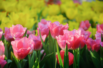 Obraz premium Beautiful bouquet of tulips lit by sunlight