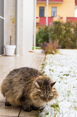 Beautiful long haired cat of siberian breed in the garden in winter time