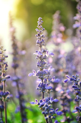 Fototapeta premium Blue salvia lit by sunlight
