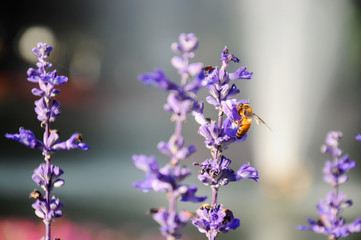 Close up of blue salvia with bee in the garden