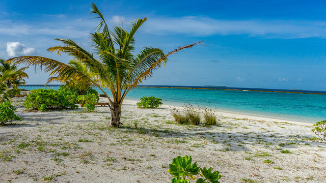 Urlaub untre der Palme am Strand  am Strand von Adaaran Select Meedhupparu auf Malediven in Indischen Ozean