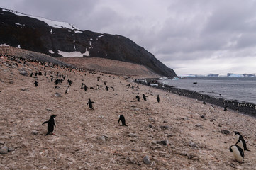 Fototapeta na wymiar Adelie Penguins on Paulet Island