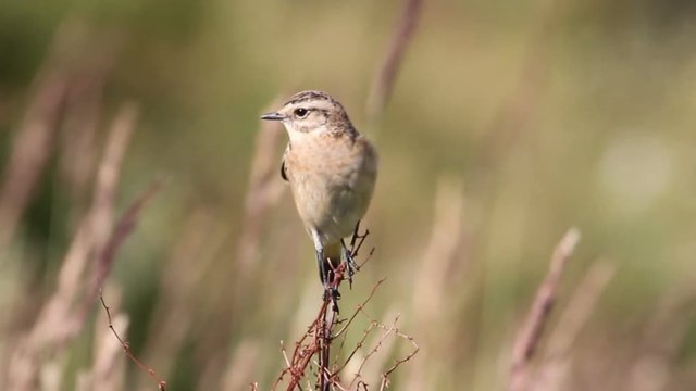 Whinchat bird on Branch